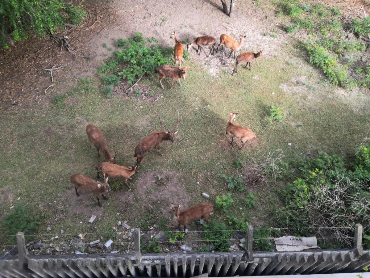 373 Wolmar Cosy And Modern Apartment- 200 Metres From The Beach And Supermarkets And Just Next To Domaine De Wolmar With Views Of Deers And Green Natural Park Flic-en-Flacq エクステリア 写真